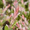 Salix Flamingo Stam - Wilg