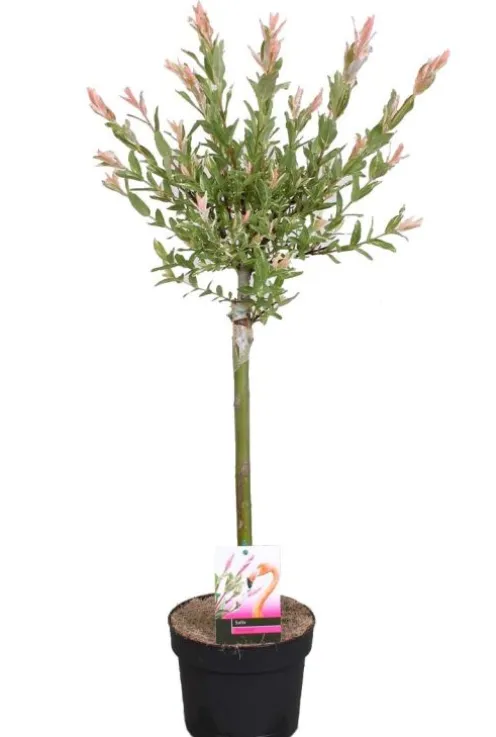Salix Flamingo Stam - Wilg