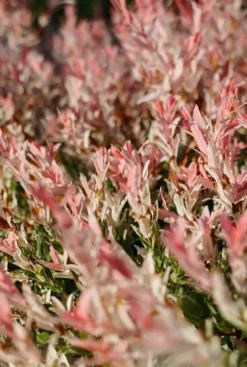 Salix integra flamingo - Bonte Wilg