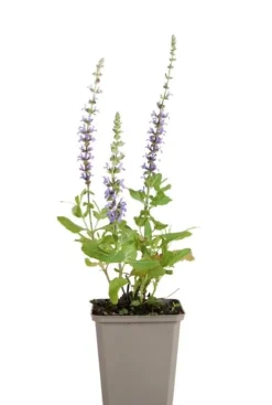 Salvia nem. 'Blaukönigin' - Salie
