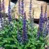 Salvia nem. 'Ostfriesland' - Salie