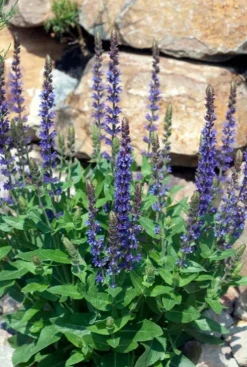 Salvia nem. 'Ostfriesland' - Salie