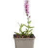 Salvia nem. 'Sensation Deep Rose' - Salie
