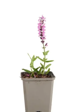 Salvia nem. 'Sensation Deep Rose' - Salie