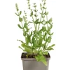 Salvia nem. 'Sensation White' - Salie