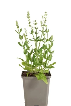 Salvia nem. 'Sensation White' - Salie
