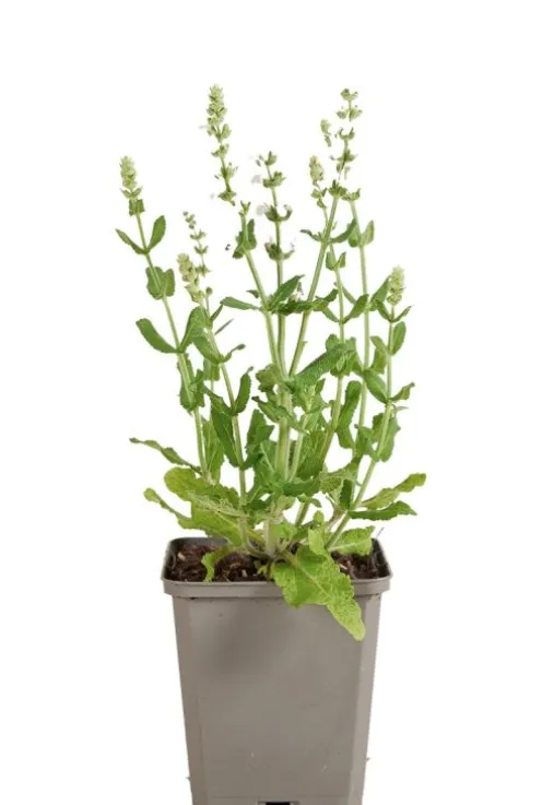 Salvia nem. 'Sensation White' - Salie