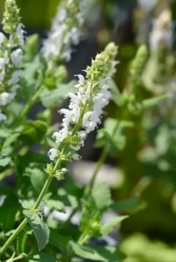 Salvia nem. 'Sensation White' - Salie