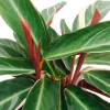 Sanguinea Triostar - Pauwenplant
