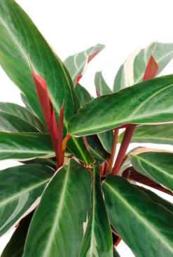 Sanguinea Triostar - Pauwenplant