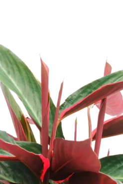 Sanguinea Triostar - Pauwenplant