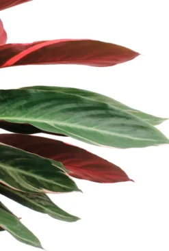 Sanguinea Triostar - Pauwenplant