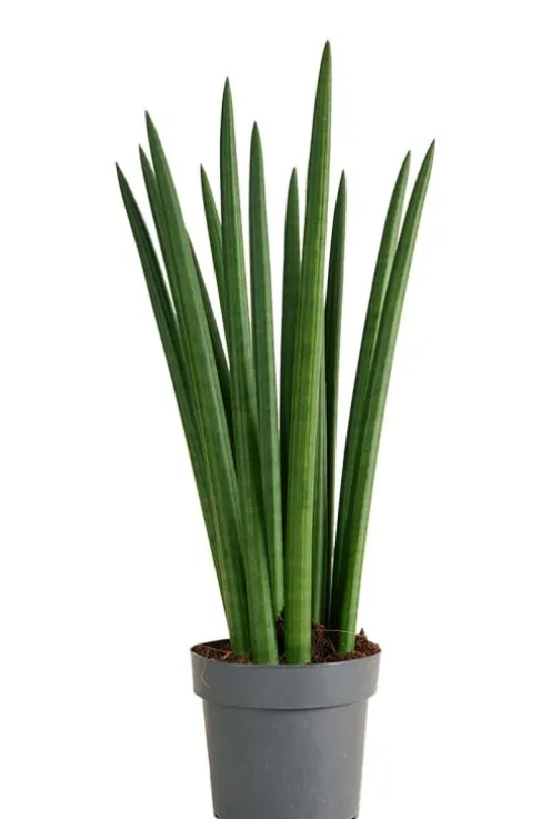 Sansevieria Cylindrica ‘Straight’ - Vrouwentong