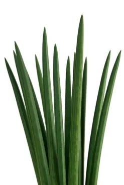 Sansevieria Cylindrica ‘Straight’ - Vrouwentong