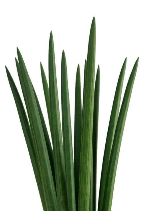 Sansevieria Cylindrica ‘Straight’ - Vrouwentong