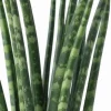 Sansevieria Fernwood Mikado - Vrouwentong