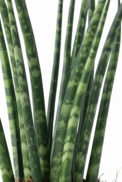 Sansevieria Fernwood Mikado - Vrouwentong