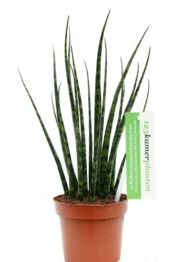 Sansevieria Fernwood Mikado - Vrouwentong