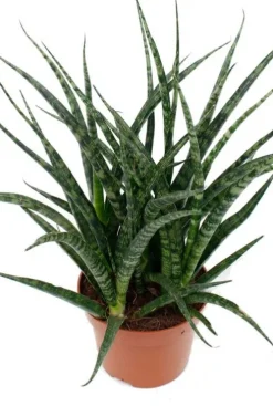Sansevieria Fernwood Punk - Vrouwentong