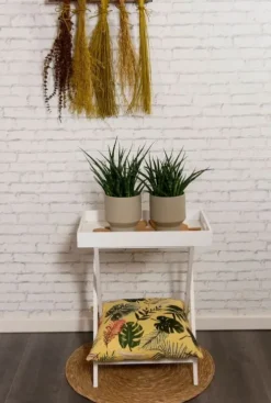 Sansevieria Fernwood Punk - Vrouwentong