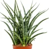 Sansevieria Fernwood - Vrouwentong