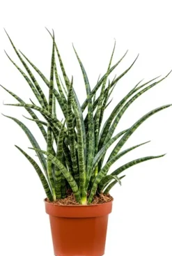 Sansevieria Fernwood - Vrouwentong
