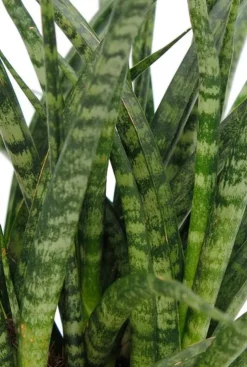 Sansevieria Fernwood - Vrouwentong