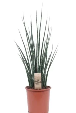 Sansevieria Fernwood - Vrouwentong