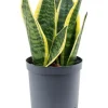 Sansevieria futura superba - Vrouwentong