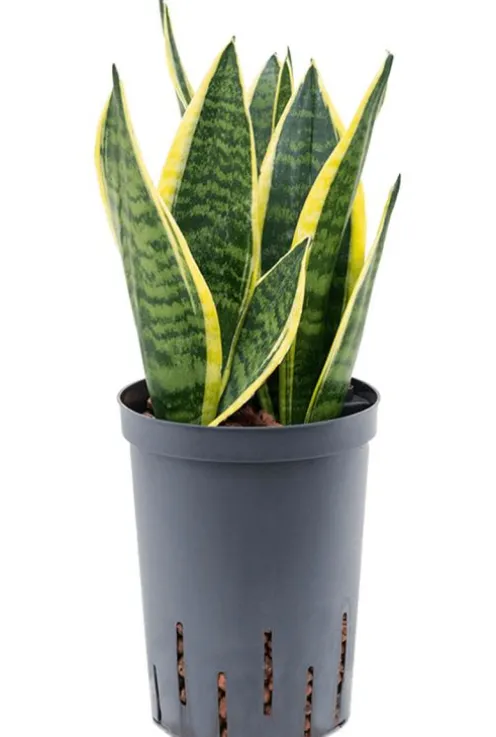 Sansevieria futura superba - Vrouwentong