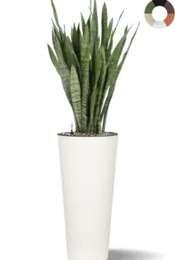 Sansevieria in hoge pot