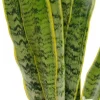 Sansevieria Laurentii - Vrouwentong