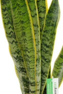 Sansevieria Laurentii - Vrouwentong