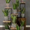 Sansevieria Laurentii - Vrouwentong