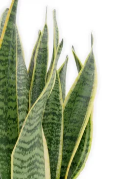 Sansevieria Laurentii - Vrouwentong