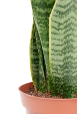 Sansevieria Laurentii - Vrouwentong