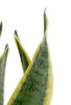 Sansevieria Laurentii - Vrouwentong