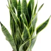 Sansevieria Laurentii - Vrouwentong