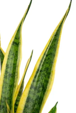 Sansevieria laurentii - Vrouwentong