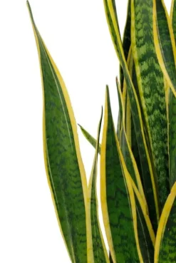 Sansevieria laurentii - Vrouwentong
