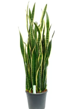 Sansevieria laurentii - Vrouwentong