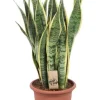 Sansevieria Laurentii - Vrouwentong