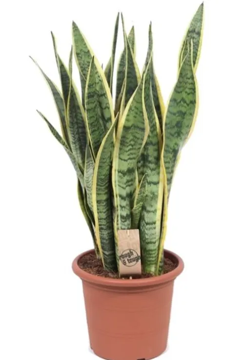 Sansevieria Laurentii - Vrouwentong
