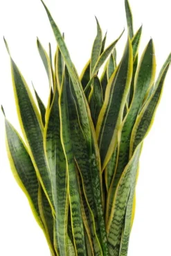 Sansevieria Laurentii - Vrouwentong