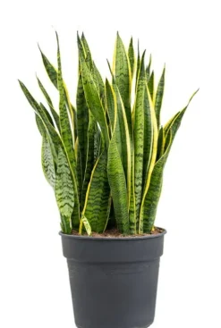 Sansevieria laurentii - Vrouwentong