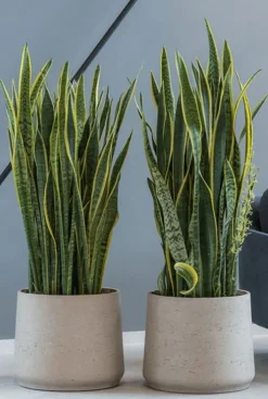 Sansevieria laurentii - Vrouwentong