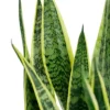 Sansevieria laurentii - Vrouwentong