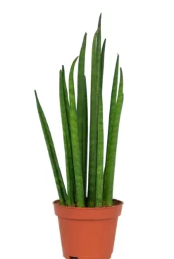 Sansevieria Mikado - Stekje