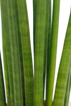 Sansevieria Mikado - Stekje