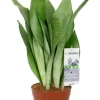 Sansevieria Moonshine - Vrouwentong